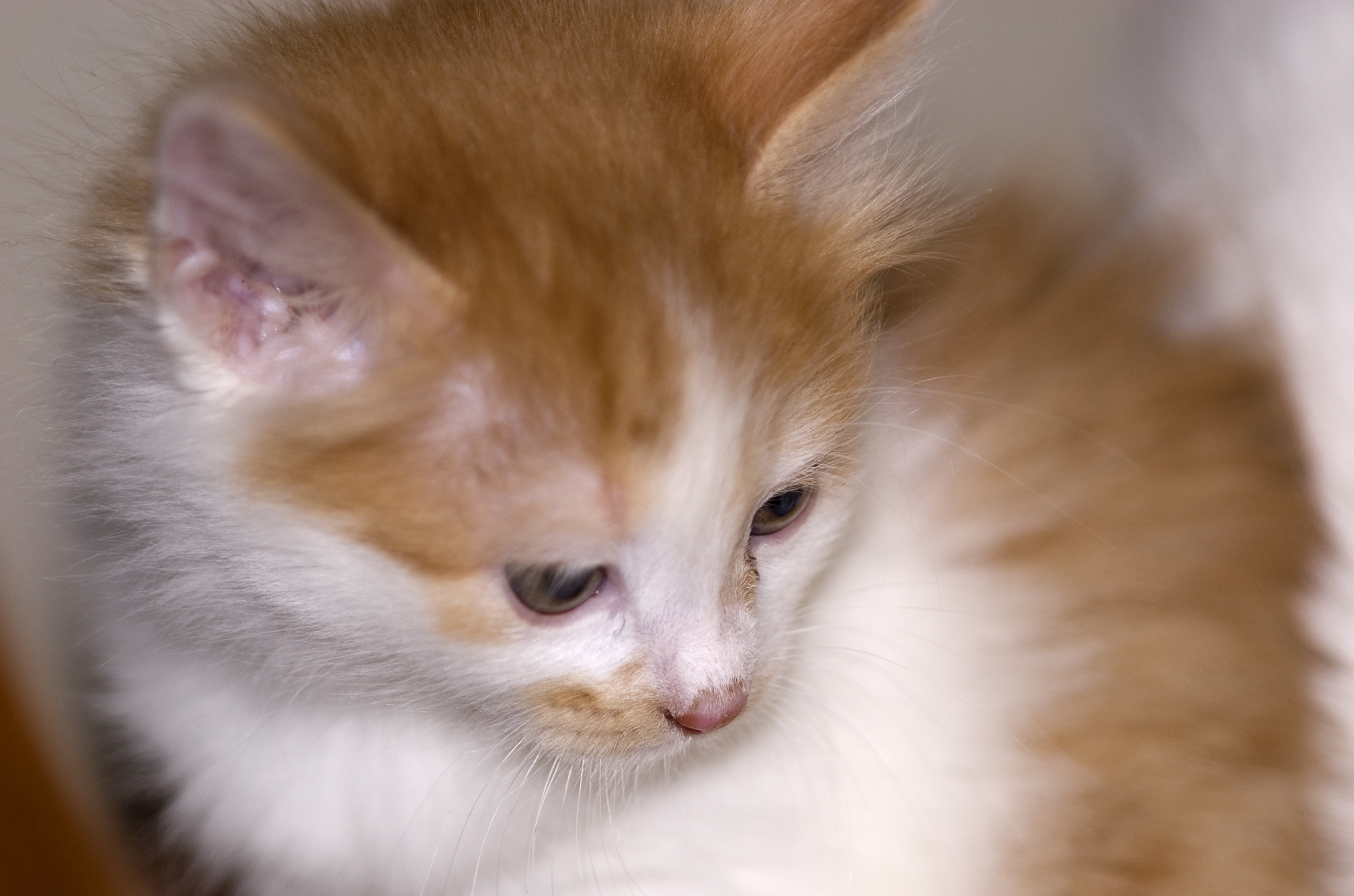 Kurilian Bobtail