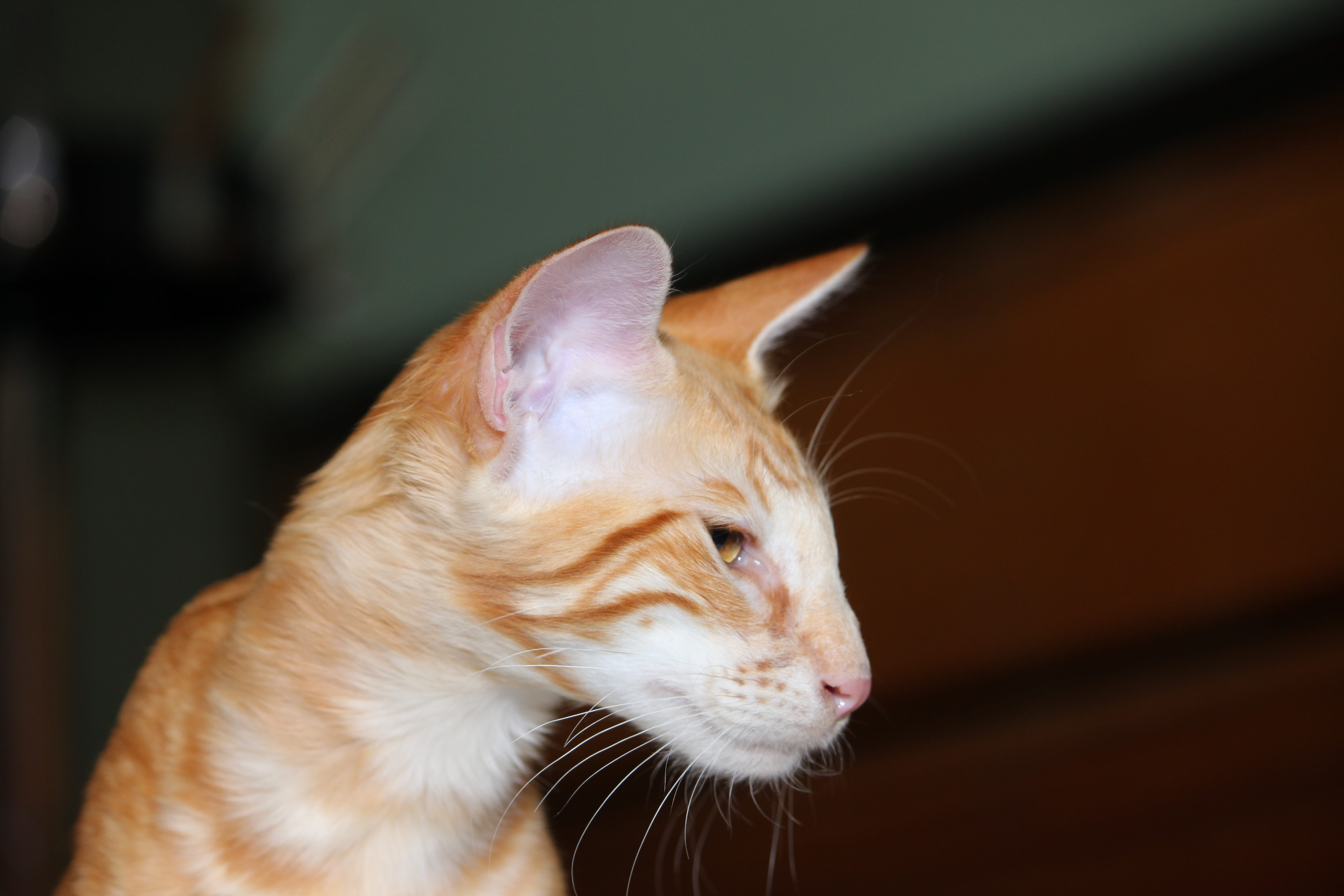 Mandarin