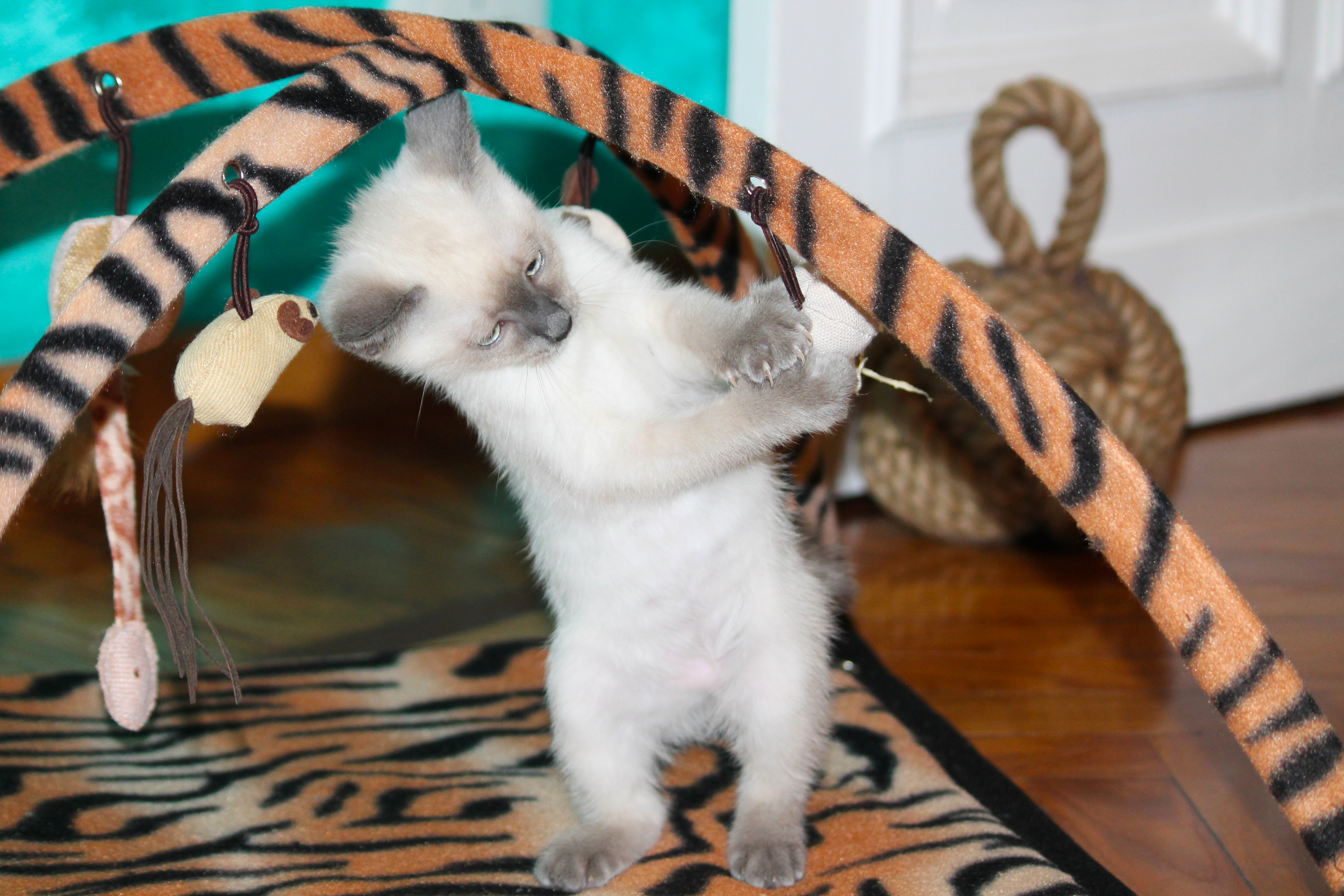 Mekong Bobtail