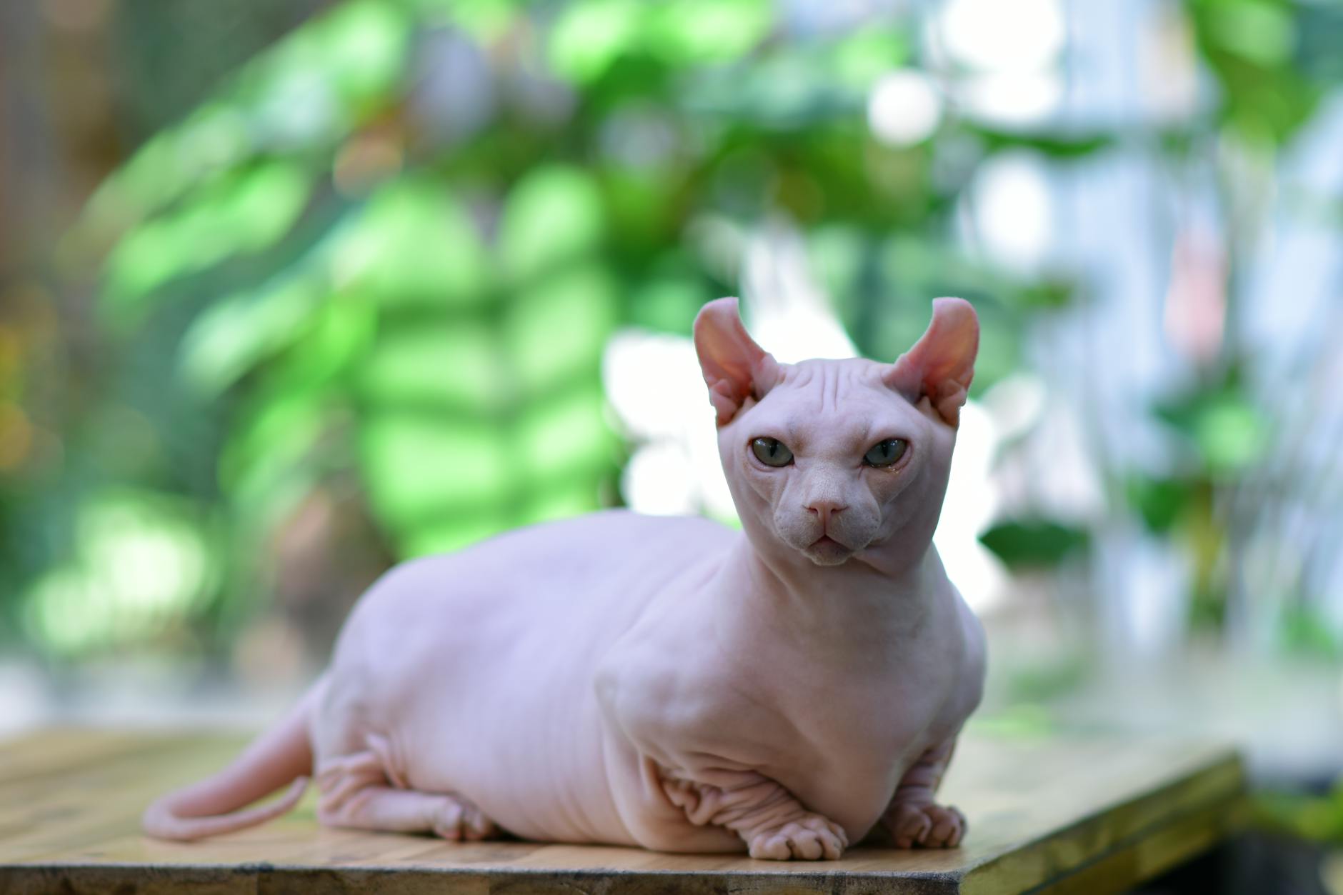 Minskin