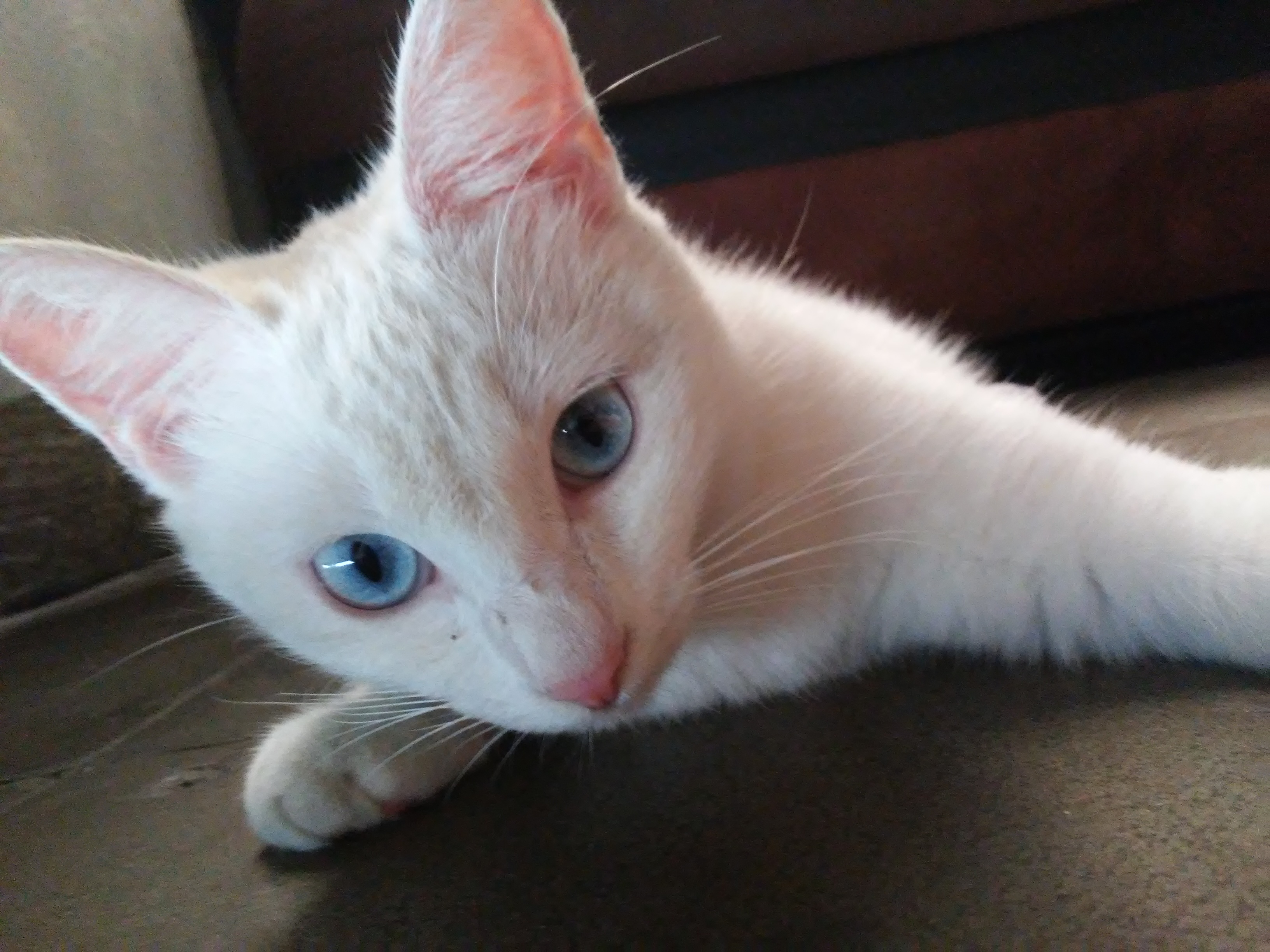 Ojos Azules