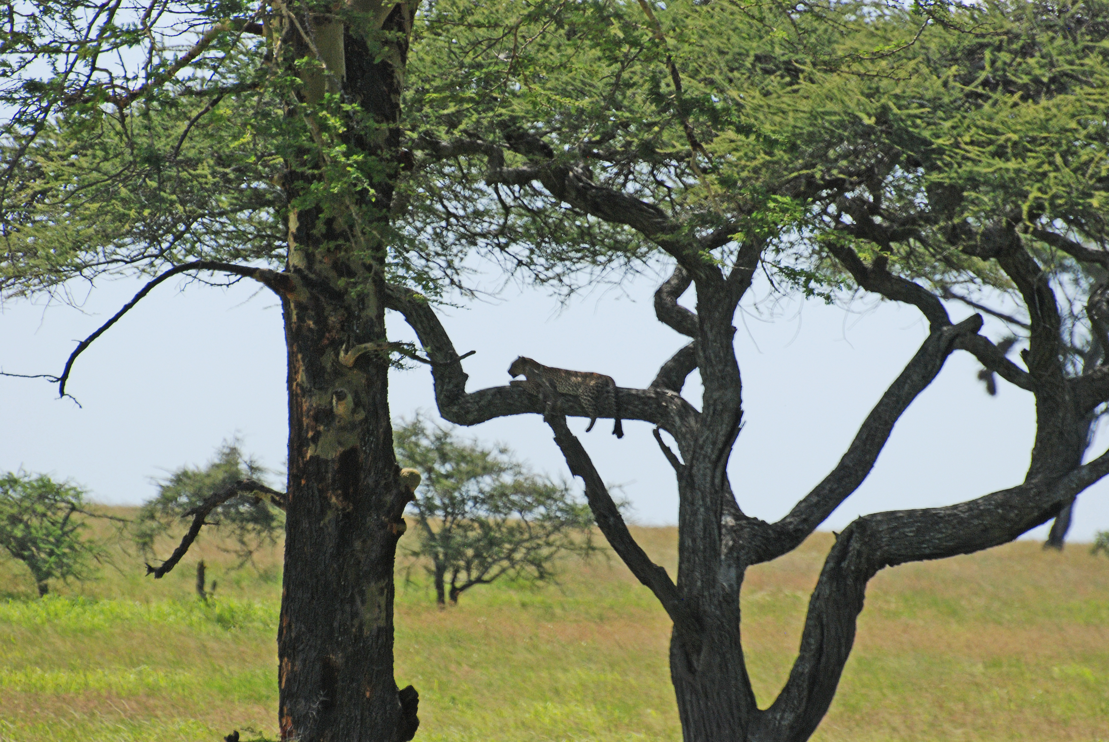 Serengeti