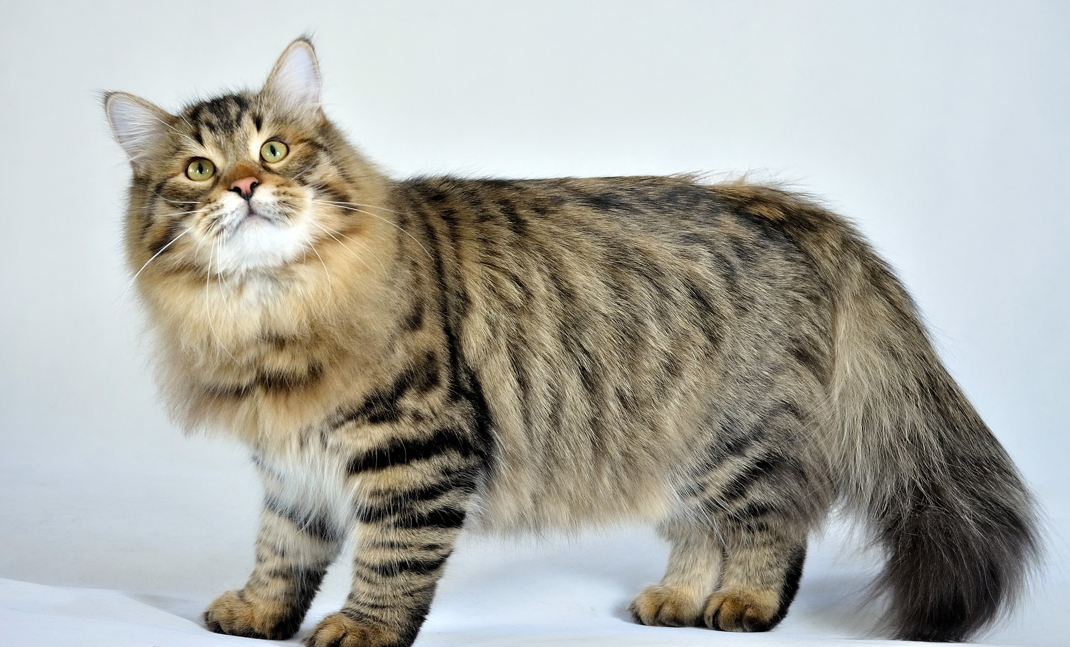 Siberiano